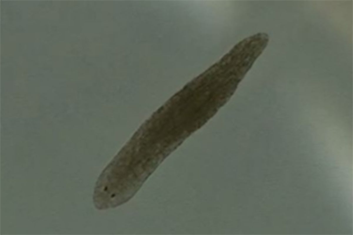 Tiny worms found in ponds and river could help treat schizophrenia