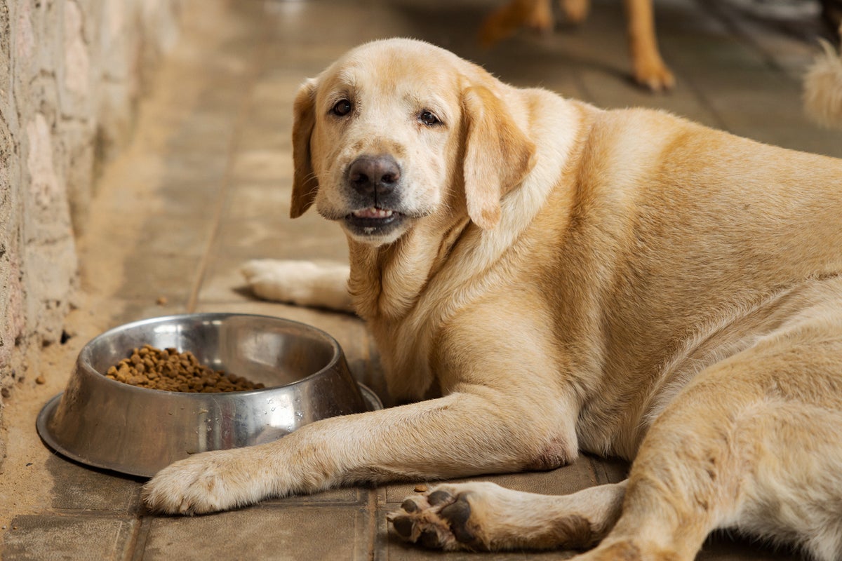 ‘Ozempic for dogs’ may be the next big thing in pet health