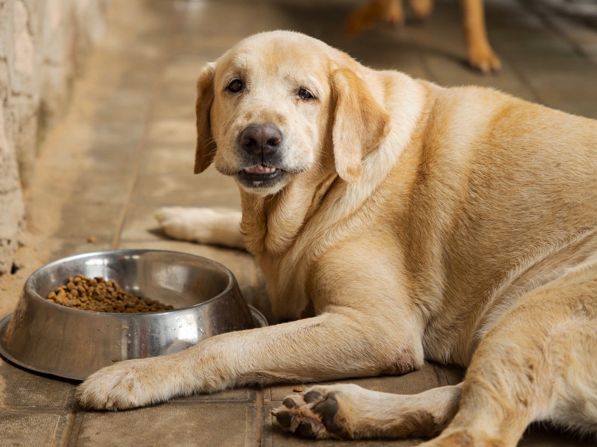 Ozempic for dogs' may be the next big thing in pet health