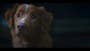 New horror film shot from perspective of a dog drops first trailer