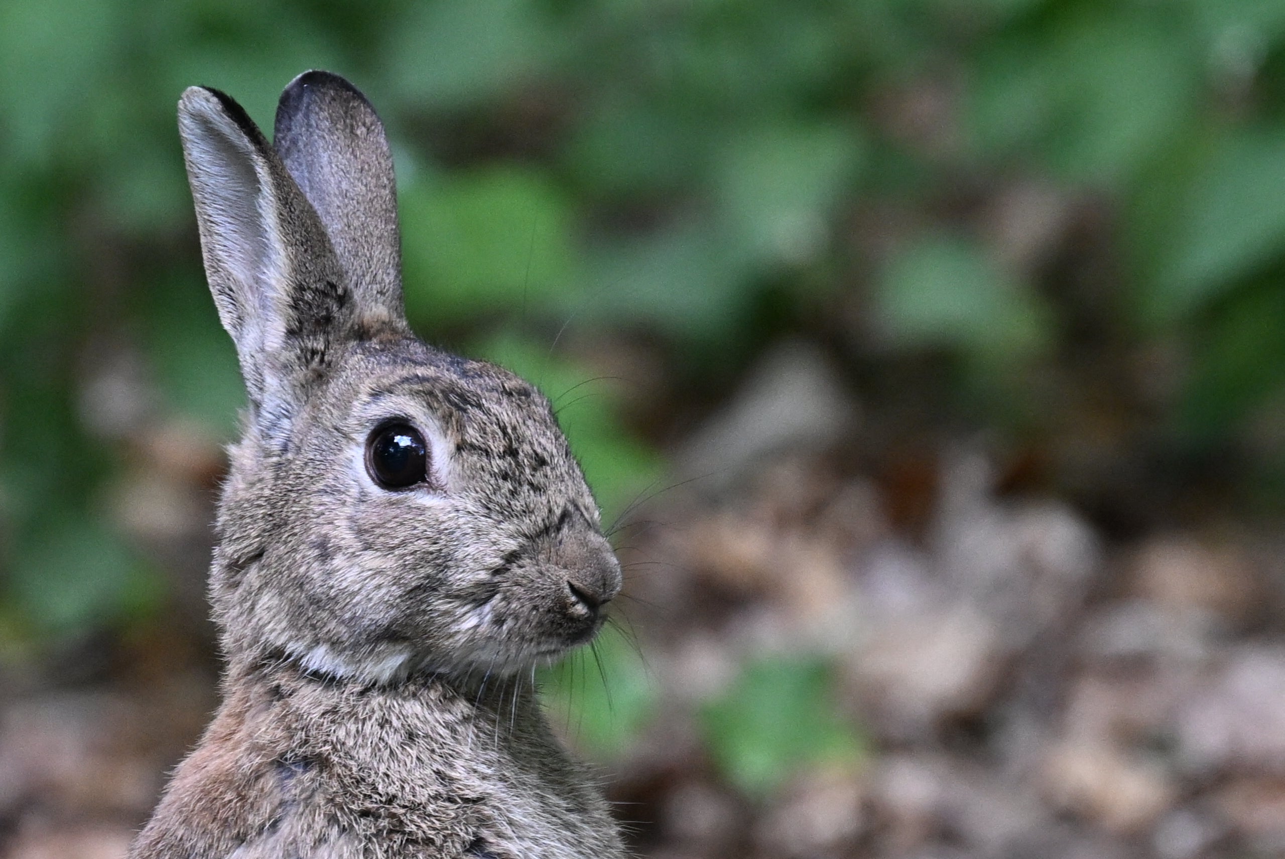 The researchers used rabbit eyelashes to test the technique. Then they plan to use living rabbits