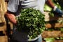 The herb that can help shed water weight and relieve bloating