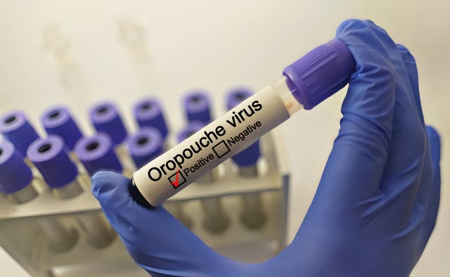 <p>There is no vaccine currently available for the Oropouche virus</p>