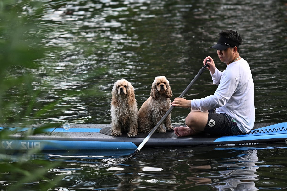 Chinese hotel launches rent-a-dog services where guests can hire a canine companion for £51 a night