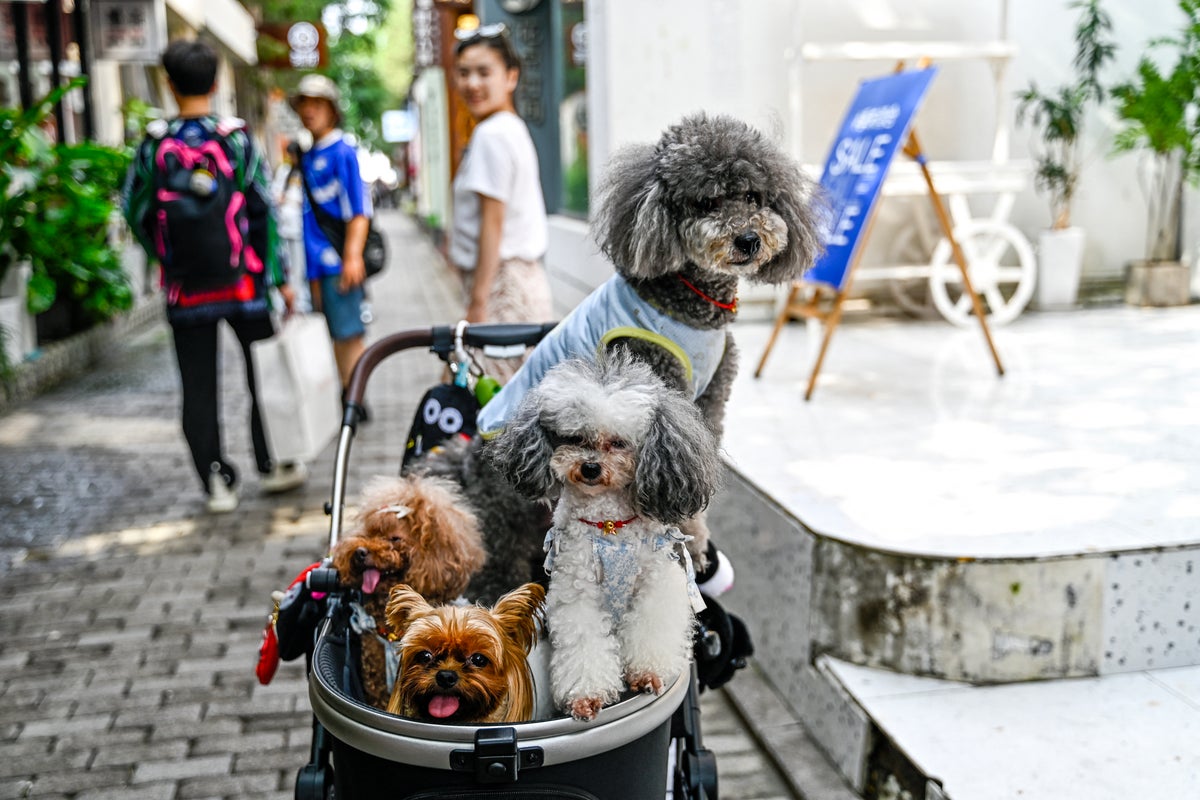 Hotel adds option to rent a pet companion during stay | The Independent