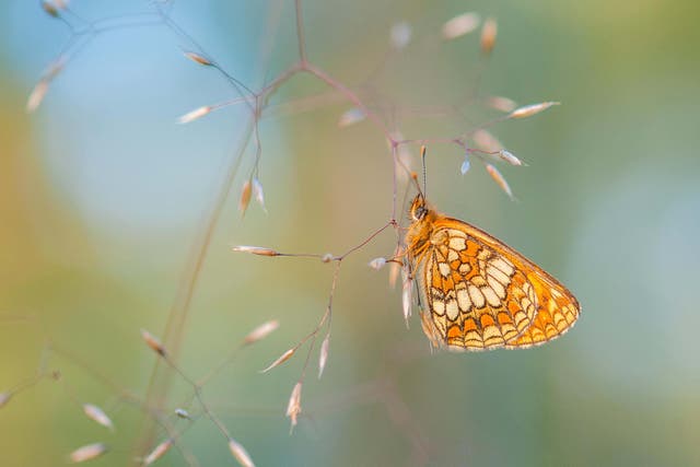 Heath fritillary butterflies have seen huge declines (Alamy/PA)
