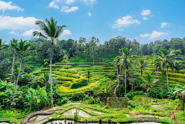 <p>Tegalalang green rice terrace in Bali, Indonesia</p>