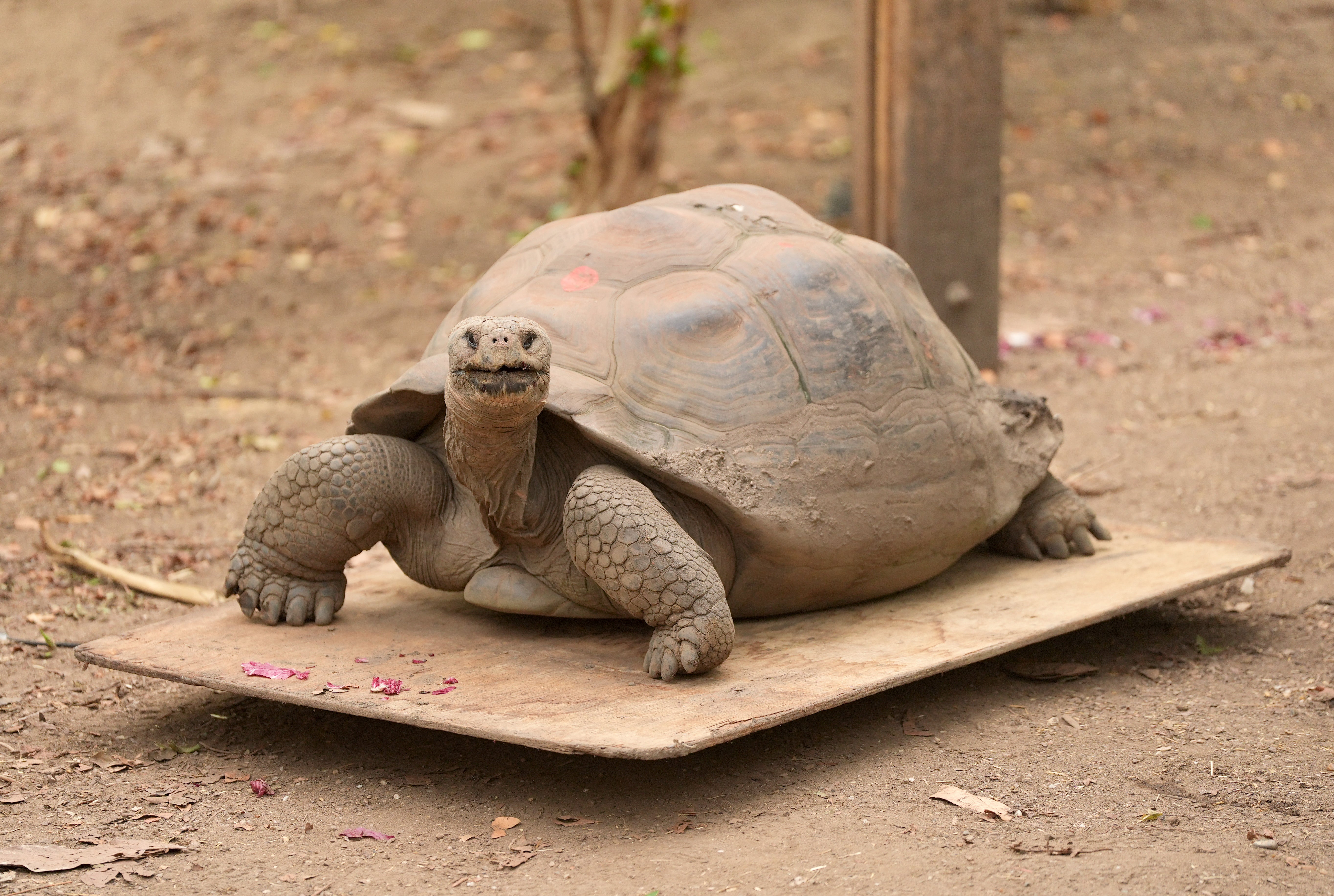 A Galapagos tortoise is weighed during the annual event (Yui Mok/PA)