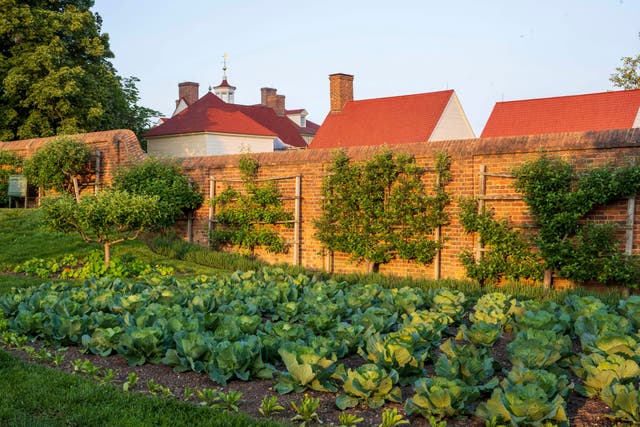 Gardening-Espaliered Trees