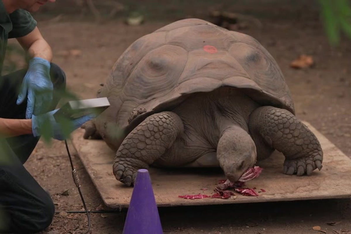 Adorable animals undergo annual weigh-in at London Zoo