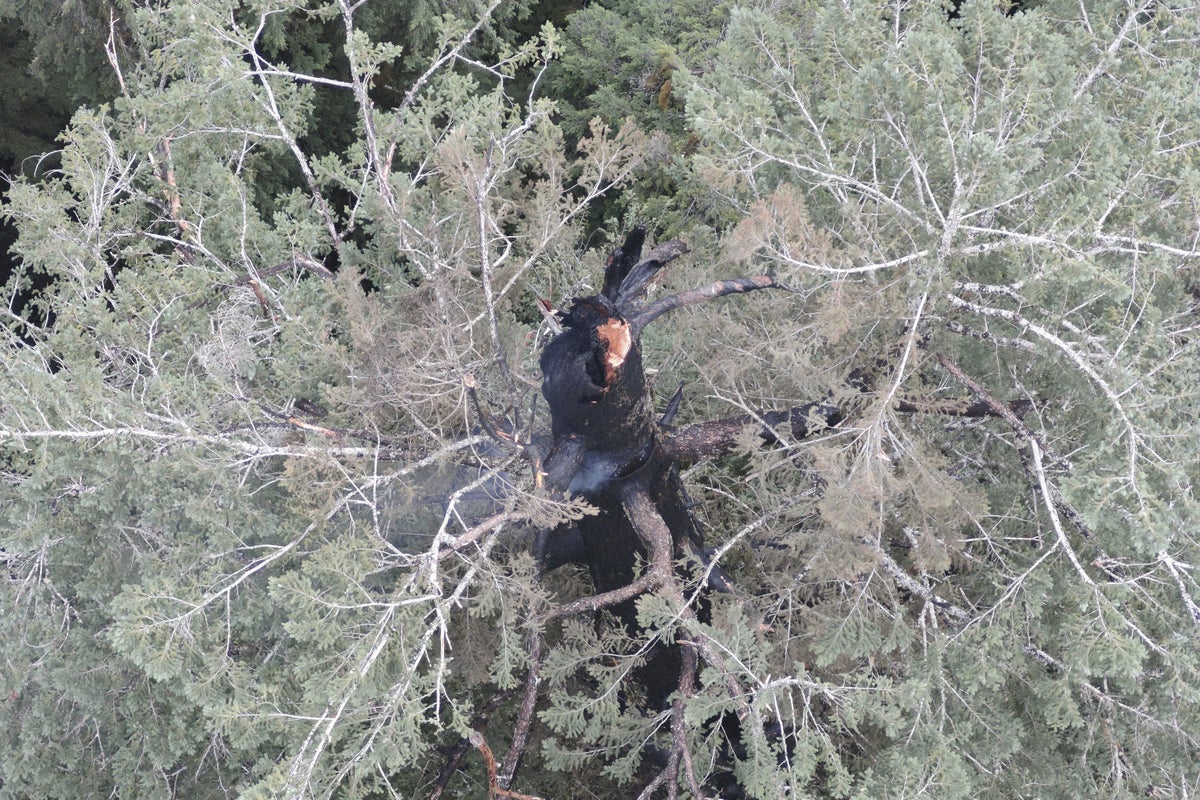 A fire is burning one of the world's tallest trees near the Oregon coast