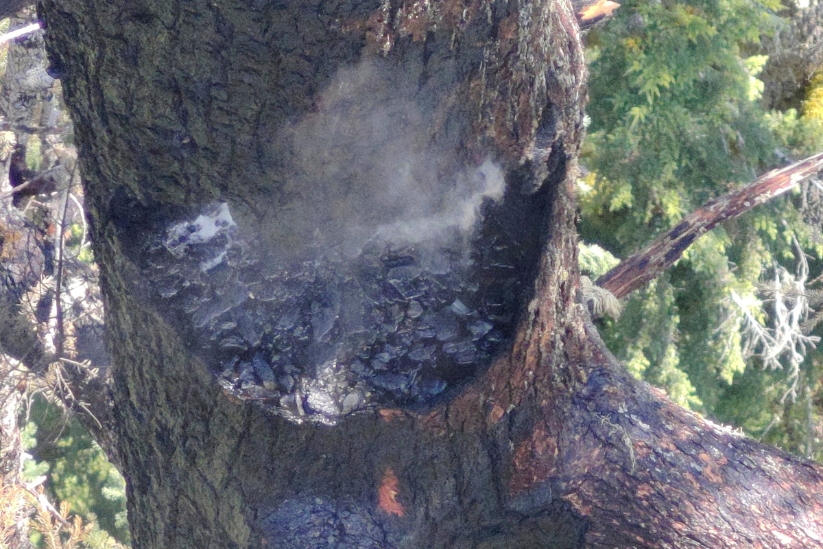 Race to save one of the world’s tallest trees following fire