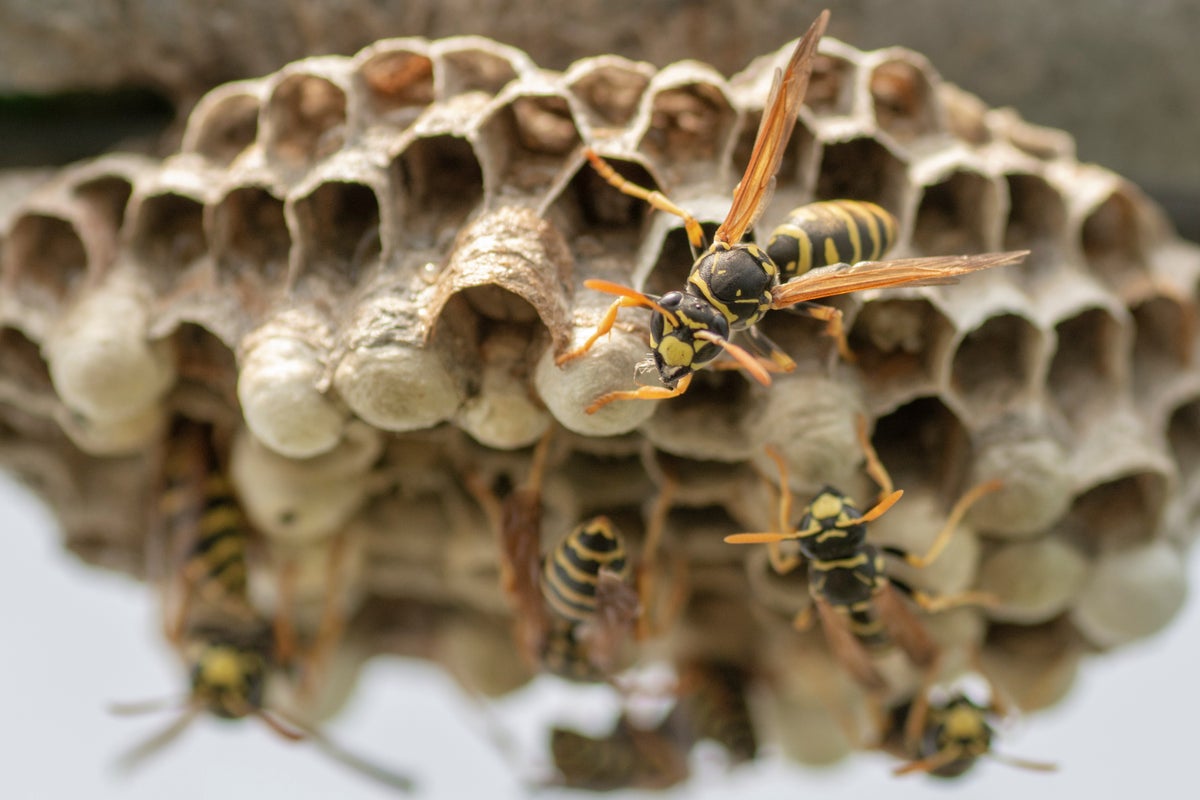Why wasp numbers are booming in the UK - and why it’s actually a good thing
