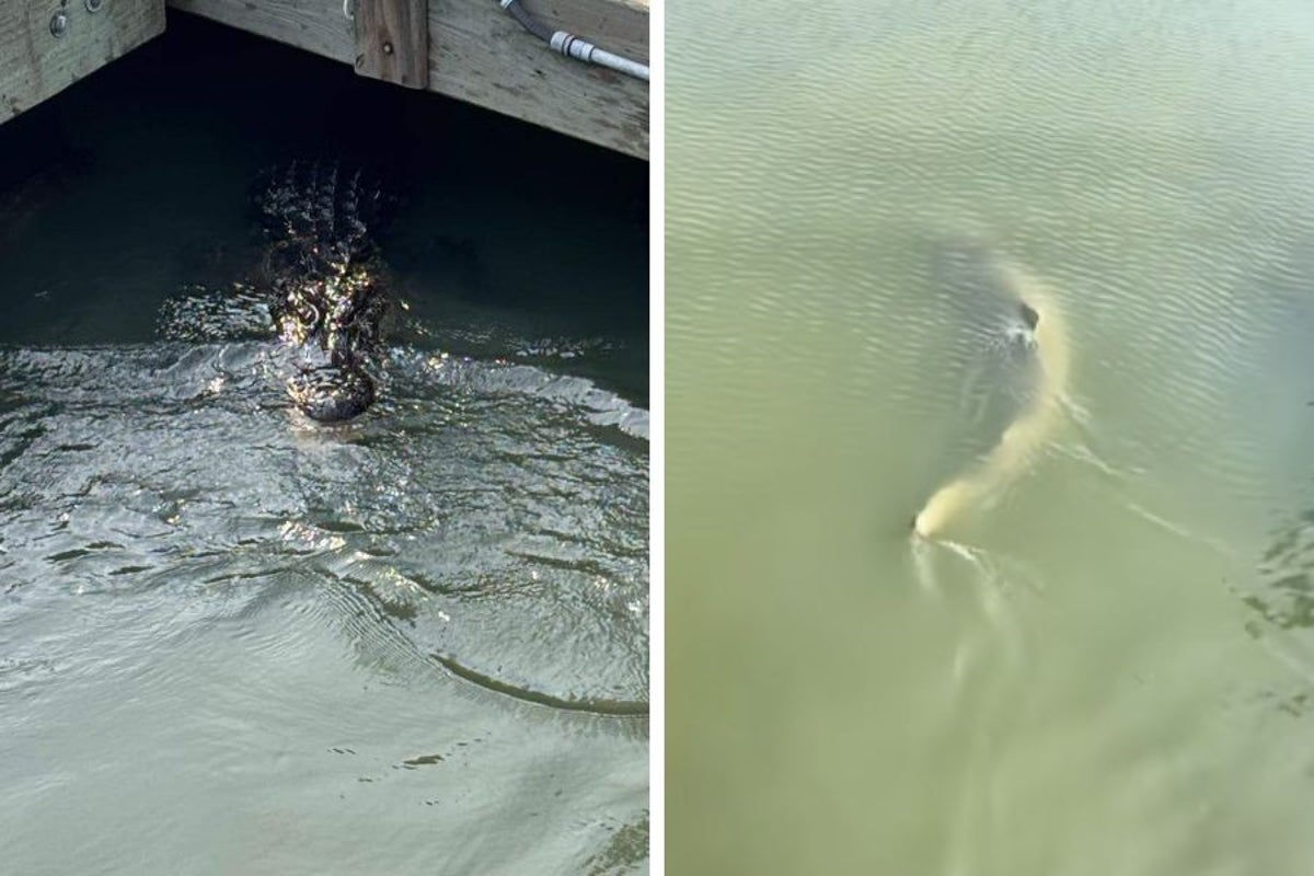 Whole lot of nope: Sharks and alligator seen swimming together off dock at South Carolina restaurant