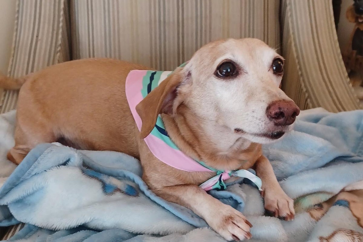 Service dog reunited with blind owner two months after being stolen from Chicago backyard