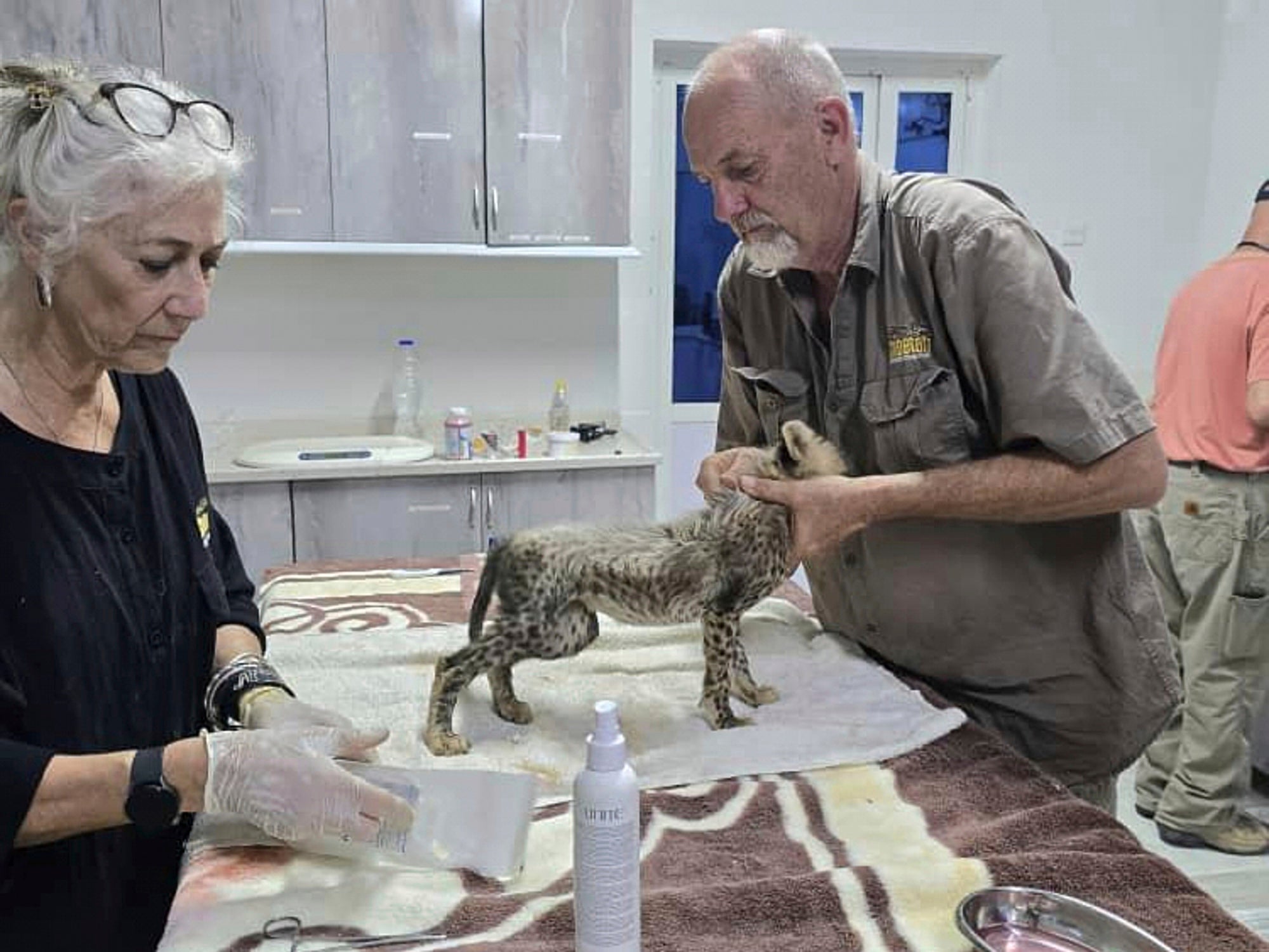Somaliland Cheetah Cubs