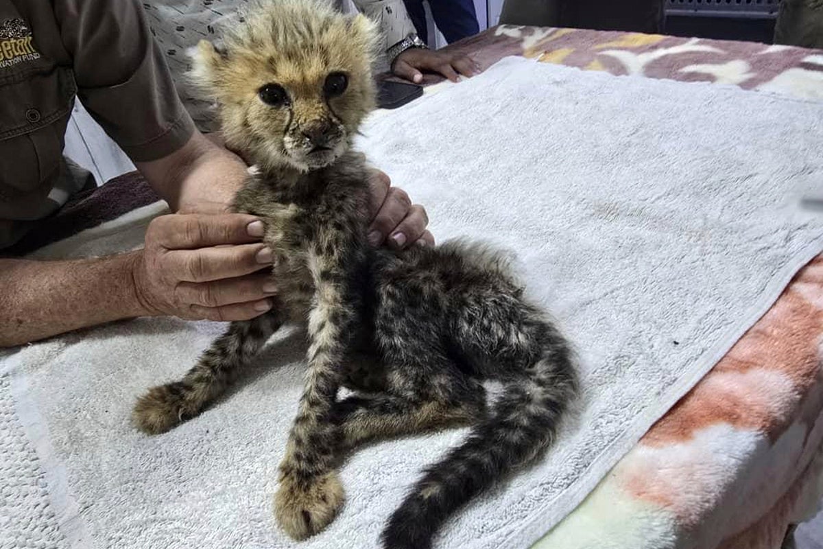 Cheetah cubs destined for the illegal trade in exotic wildlife rescued in Somaliland