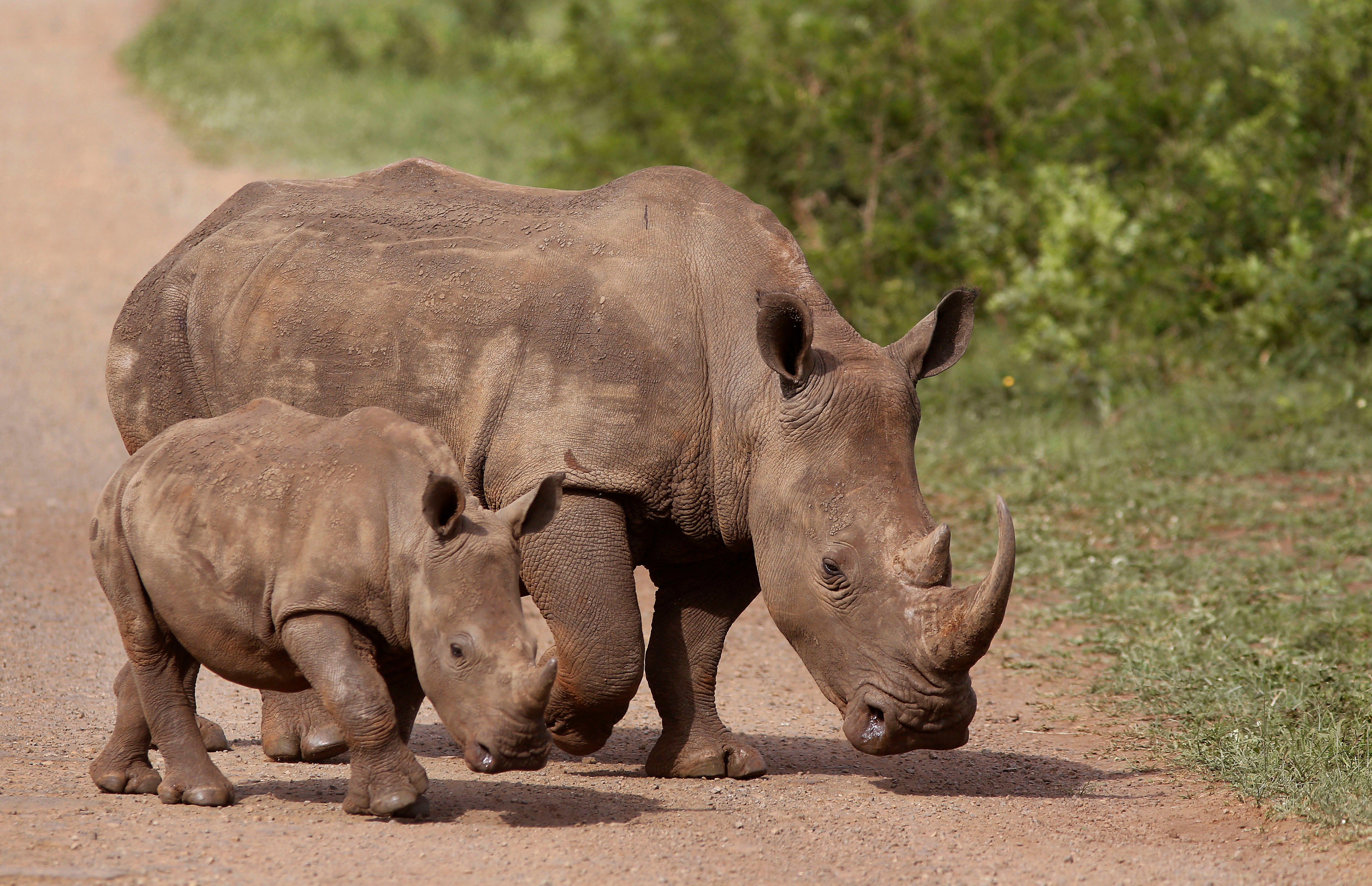 South Africa Rhino Syndicate Crime