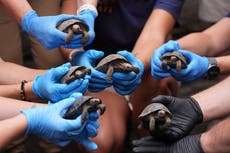 Tortoise hatchlings born of century-old parents come out of their shells at Philadelphia Zoo