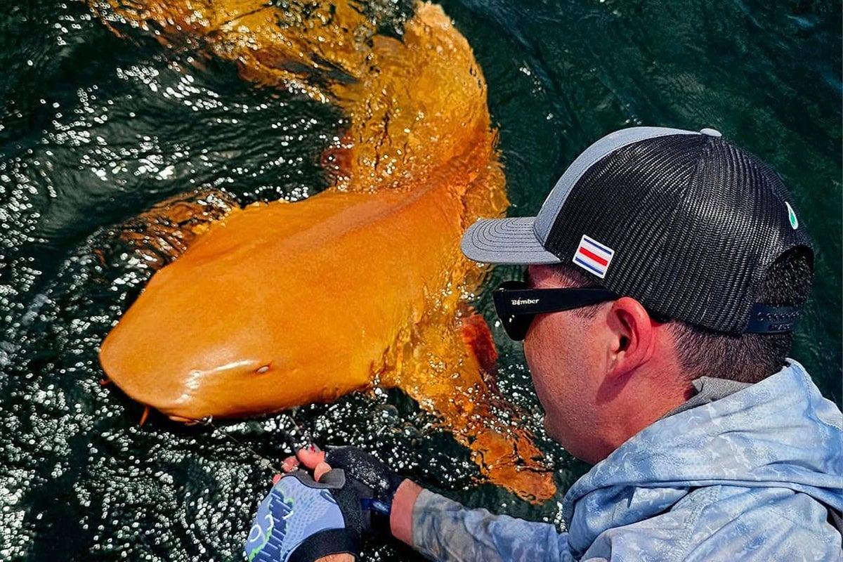 Extremely rare bright orange shark with white eyes discovered in the Caribbean Extremely rare bright orange shark with white eyes discovered in the Caribbean