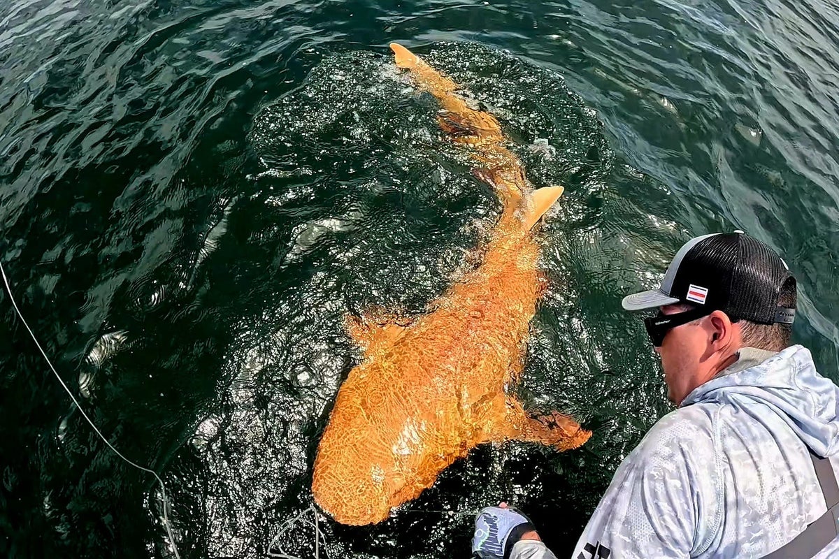 Fishermen and experts stunned after rare orange shark caught