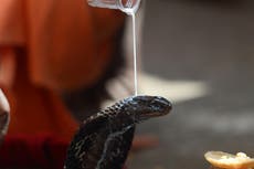 Snake species found capable of injecting venom even after death – with no loss of potency