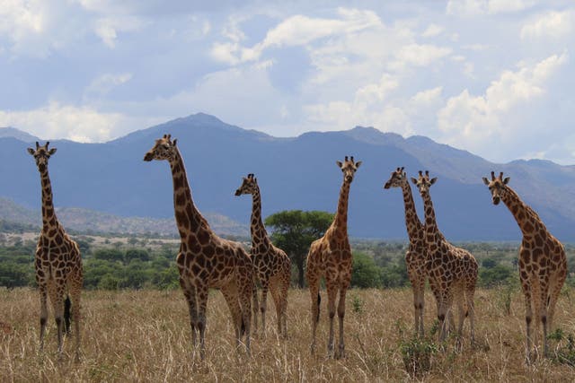 Giraffes in Uganda’s Kidepo Valley National Park (Michael Brown/PA)
