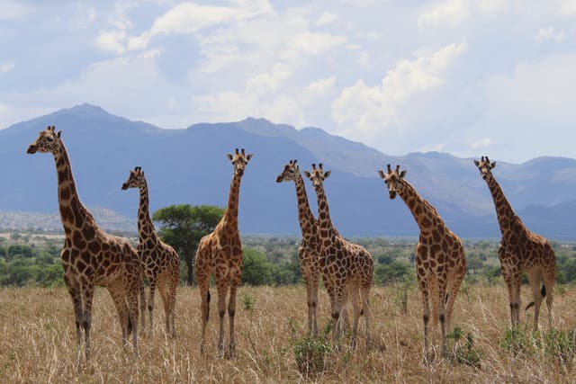 Giraffes-Conservation
