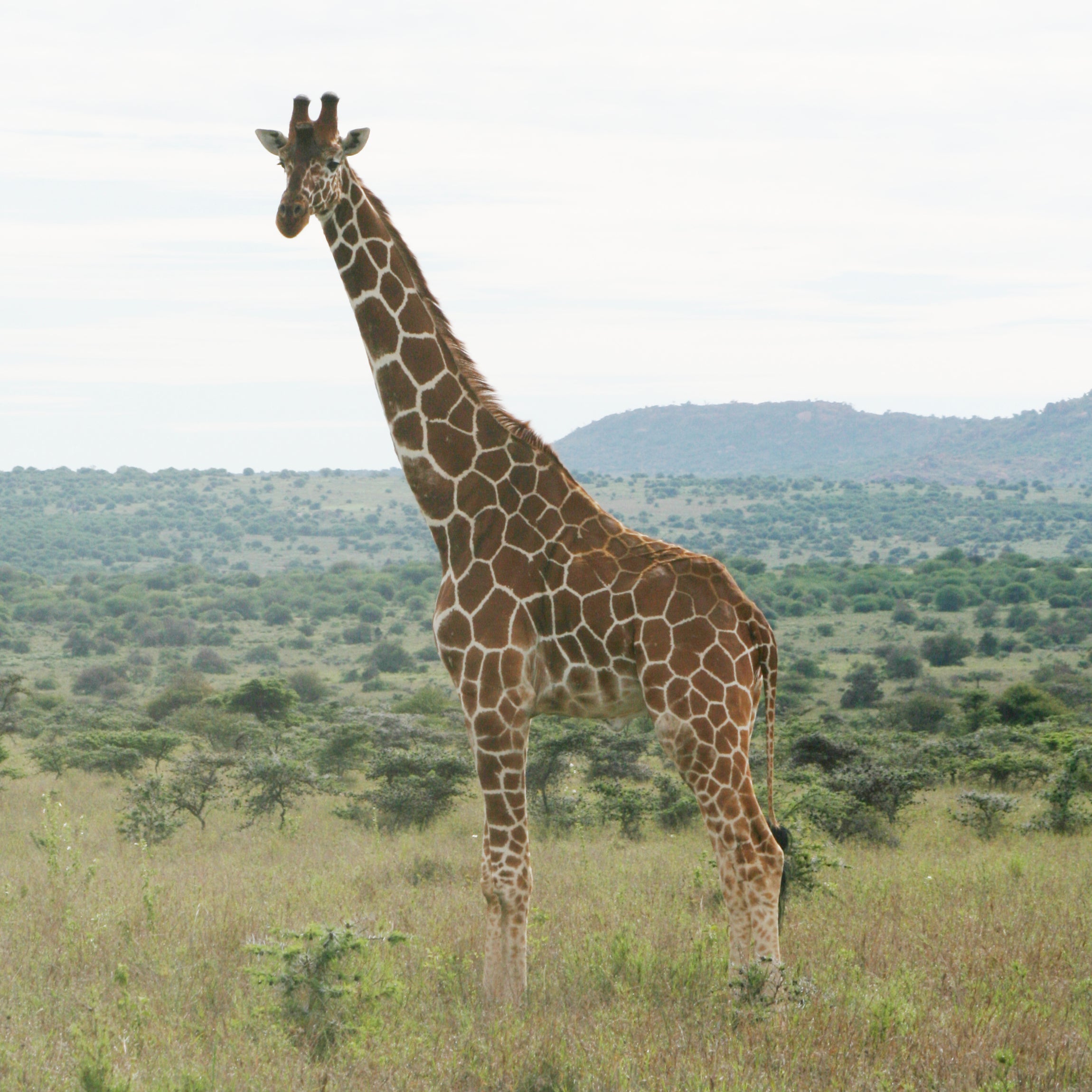 Giraffes-Conservation