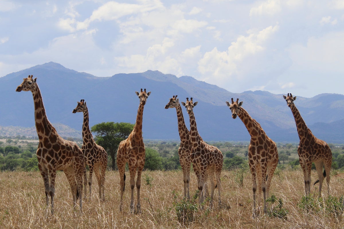 ¿Cuántas especies de jirafas hay en África? Nuevo análisis científico cuadruplica la cifra