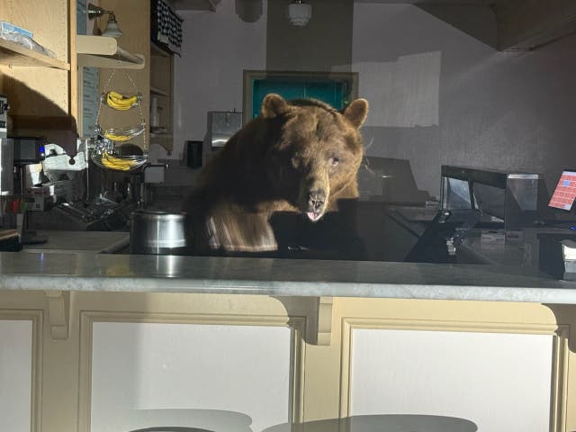 <p>A large bear was found in an ice cream shop in South Lake Tahoe by El Dorado County Sheriff's deputies</p>