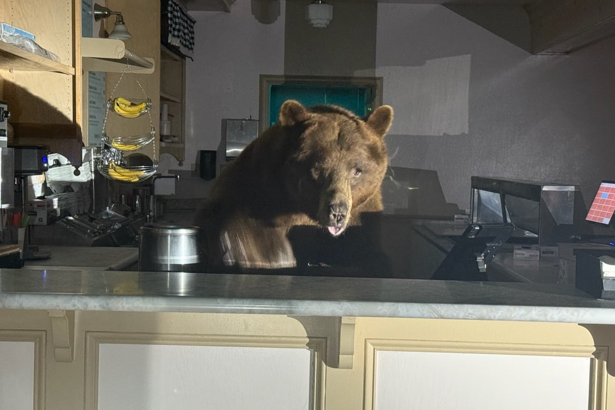One scoop or two? Bear found eating strawberry ice cream behind counter of Lake Tahoe store