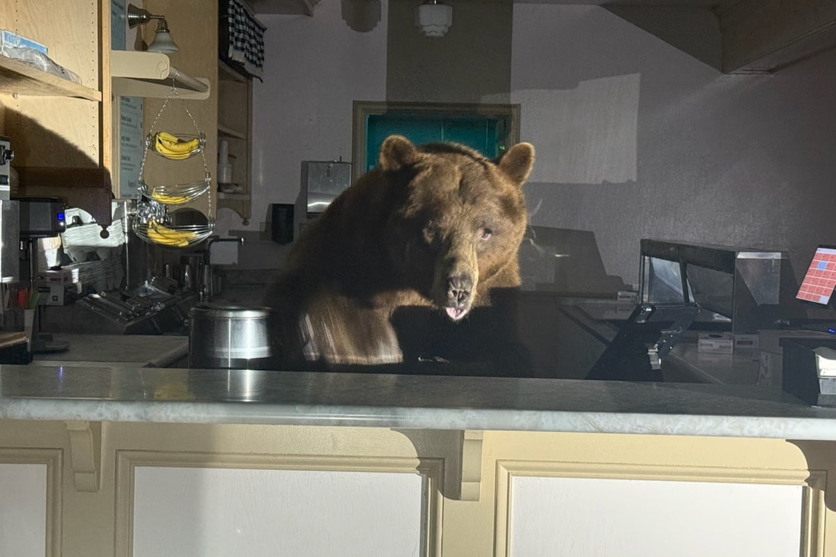One scoop or two? Bear found eating strawberry ice cream behind counter of Lake Tahoe store One scoop or two? Bear found eating strawberry ice cream behind counter of Lake Tahoe store
