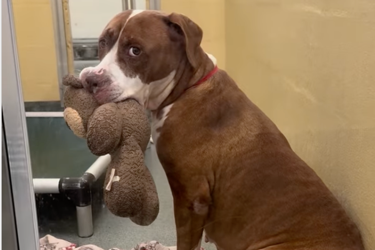 Shelter dog offers cuddly toys to everyone passing her kennel in hopes of finding forever home