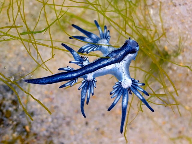 <p>The stinging Glaucus atlanticus washed ashore in Guardamar del Segura in Spain on Wednesday</p>