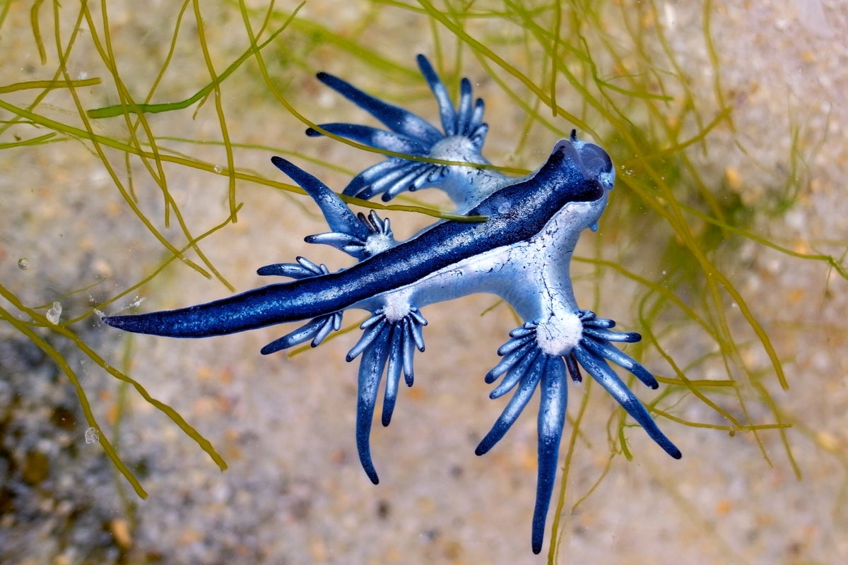 Pokemon-like sea creature with painful sting forces beaches in Spain to close