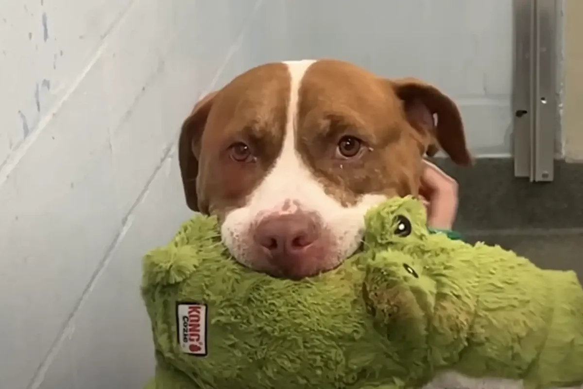 Rescue dog which tries to bring everyone her cuddly toys finally gets adopted