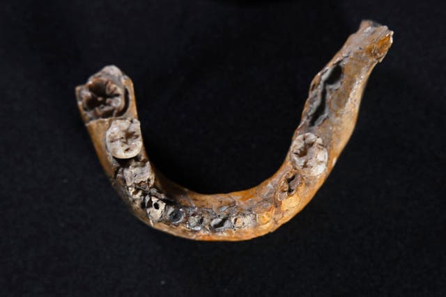 <p>This undated photo provided by Tel Aviv University shows a child's mandible that was excavated from Skhul Cave in northern Israel. (Tel Aviv University via AP)</p>