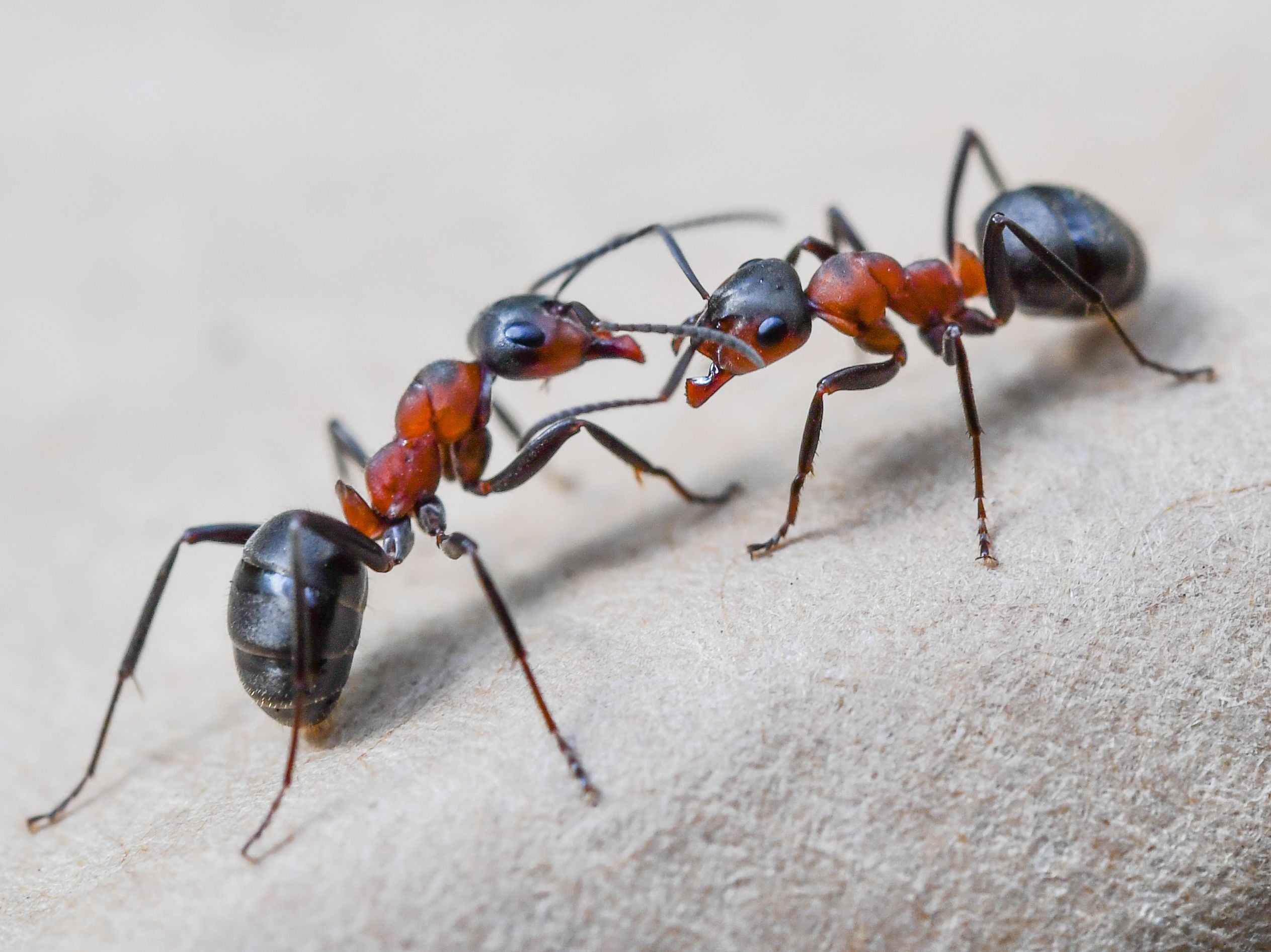 Invasive ants can have devastating impacts on local ecosystems