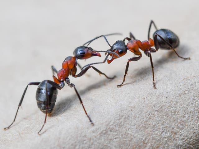 <p>Experts are concerned about a potential rise in ant smuggling after recent staff cuts at the USDA</p>