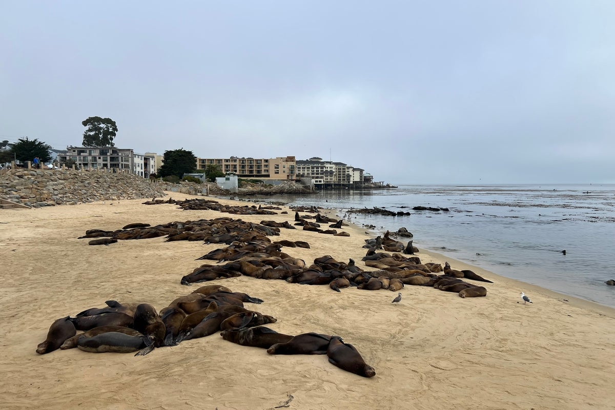 California has closed a popular beach because too many sea lions are hanging out at it California has closed a popular beach because too many sea lions are hanging out at it