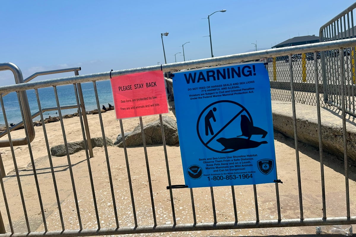 Sea lions lead to closure of popular beach