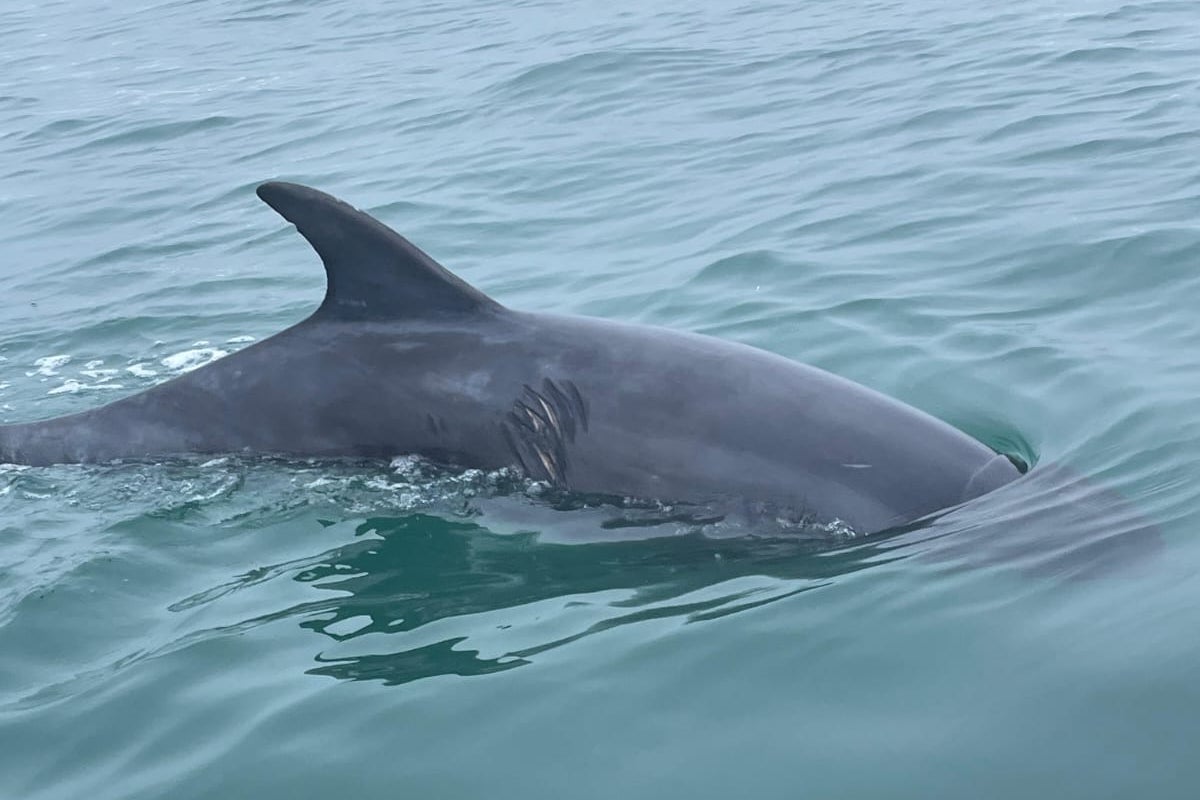 Kayaking brothers rescue swimmers from ‘boisterous’ dolphin at UK coastal hotspot