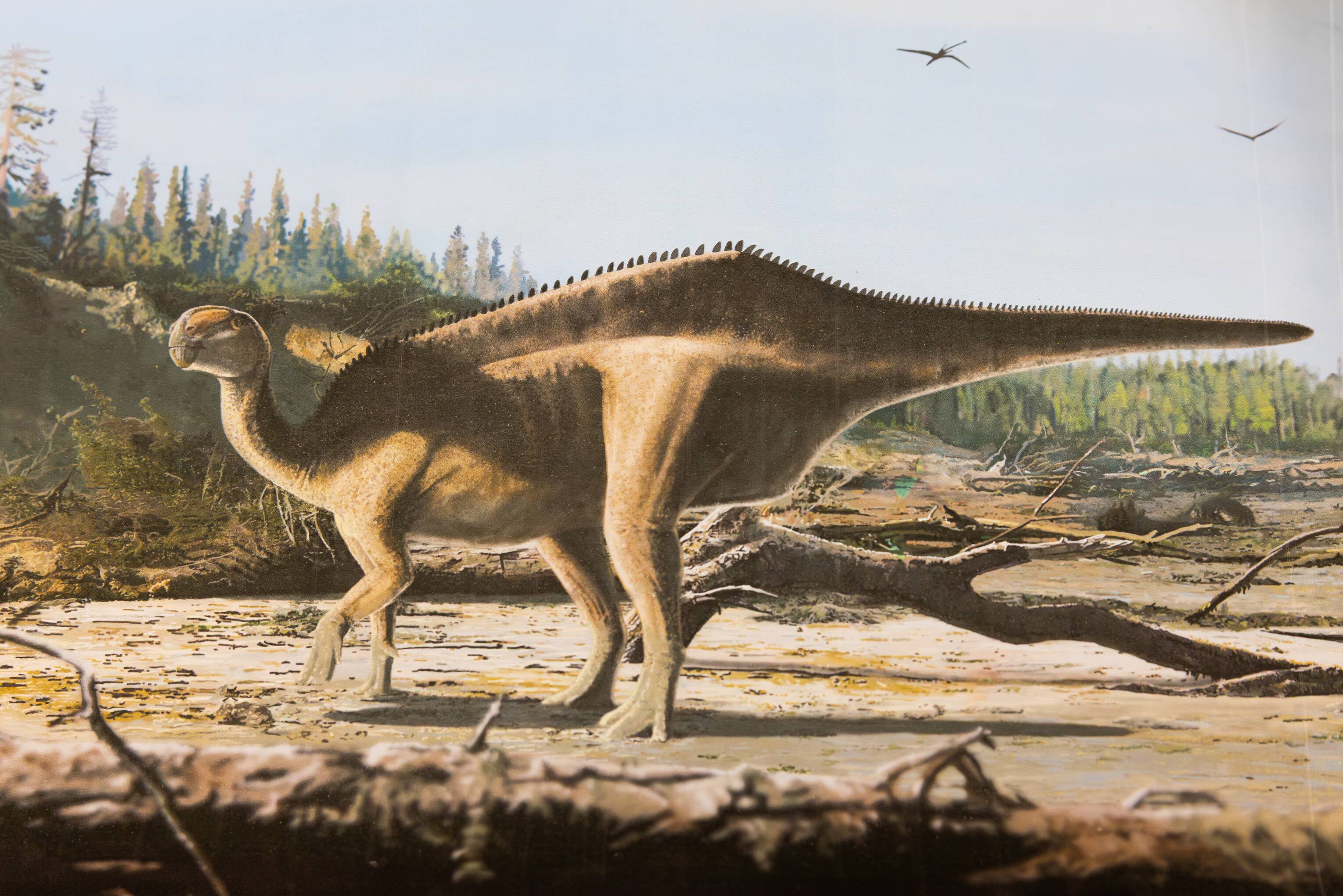 An artist’s impression of an Istiorachis macaruthurae