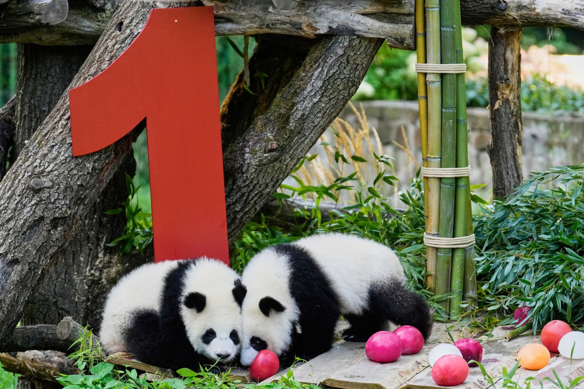 Berlin's newest panda twins, Leni and Lotti, celebrate their 1st birthday