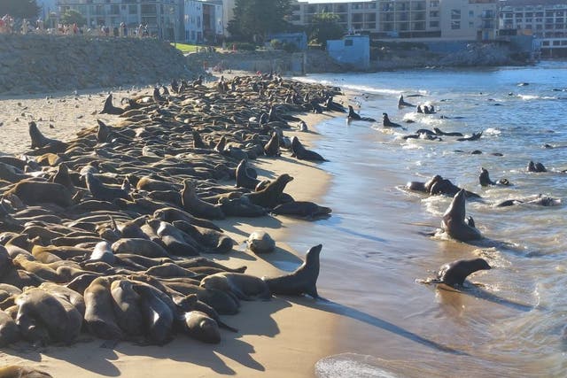 <p>Dozens, sometimes hundreds, of sea lions have annually taken over San Carlos Beach in Monterey, California, in recent years</p>