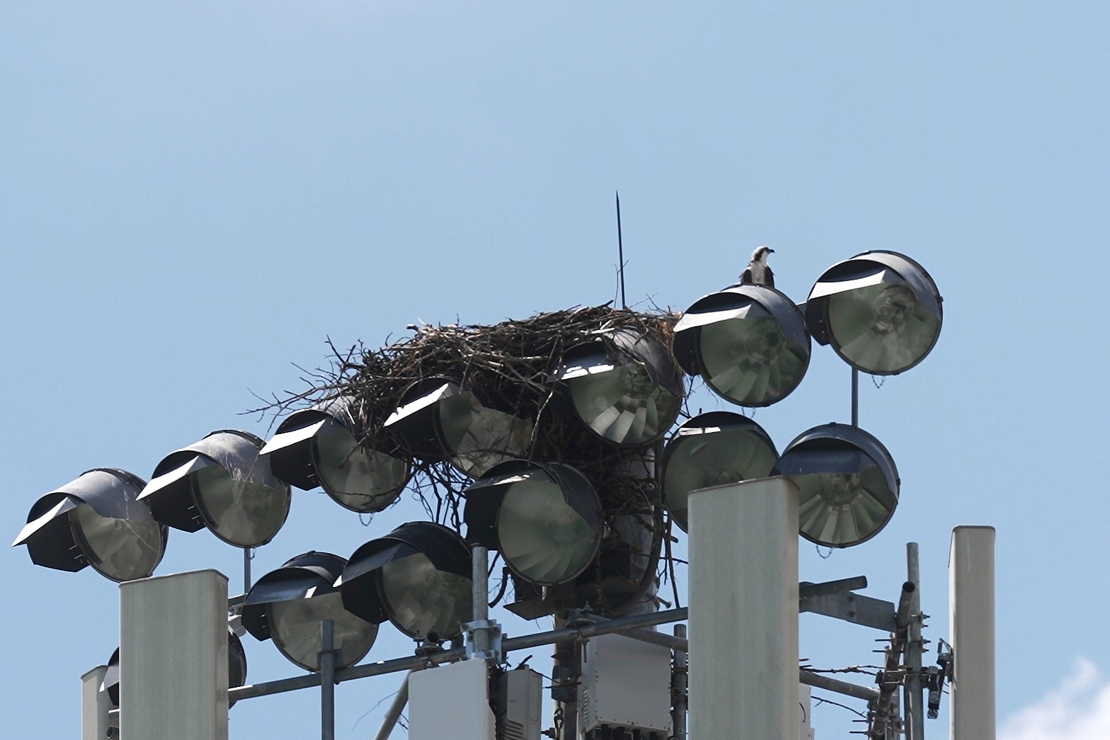 Minnesota Osprey Nest Football Field