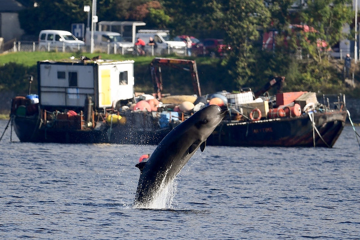 Whales and dolphins are increasingly getting stranded around Scotland’s shores, study warns Whales and dolphins are increasingly getting stranded around Scotland’s shores, study warns