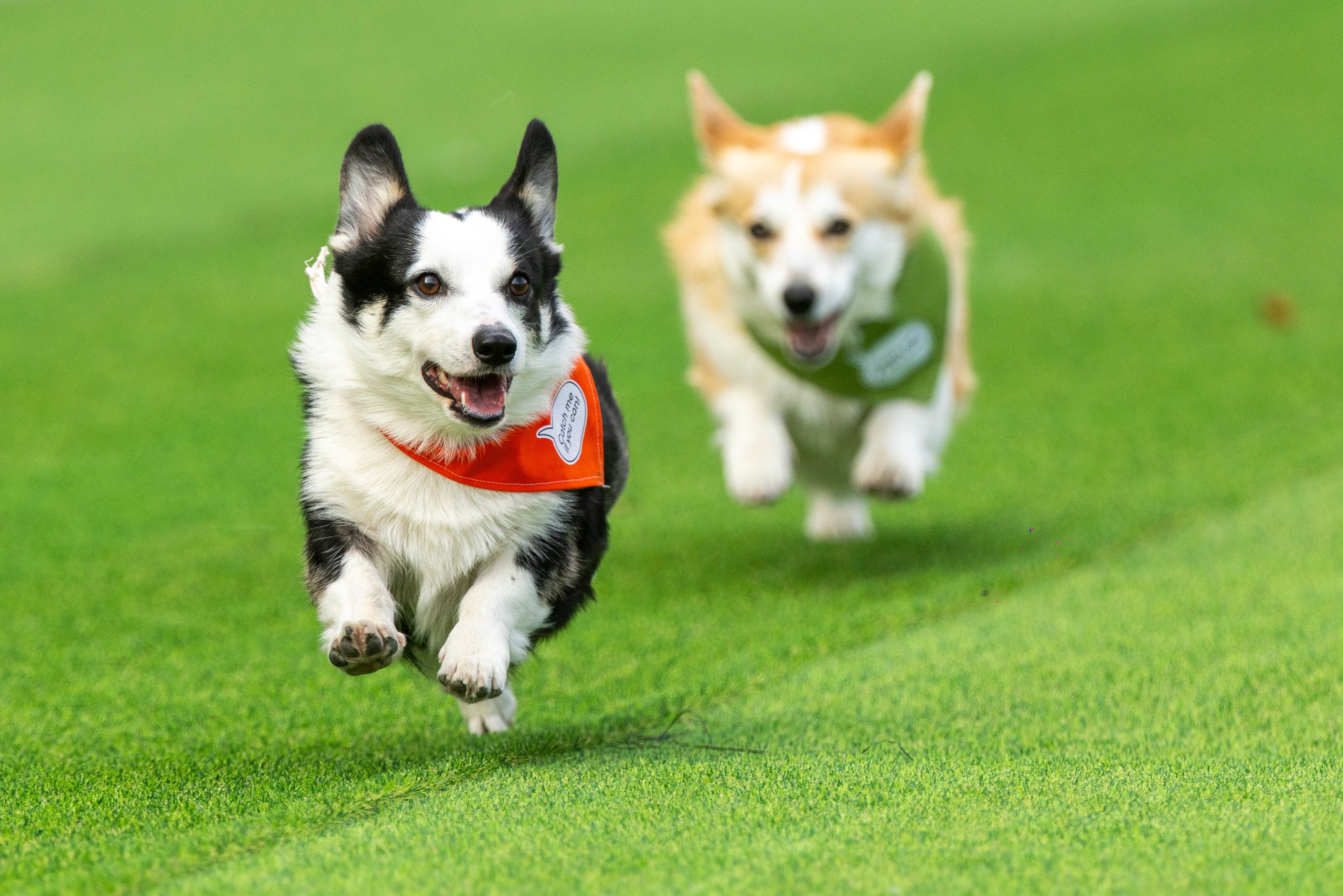 Lithuania Corgi Racing