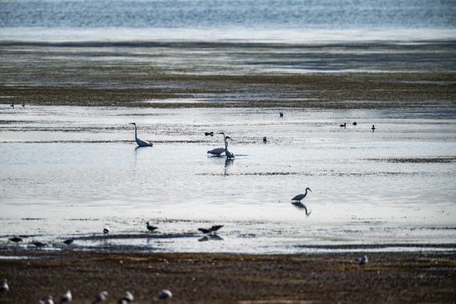 Birds wade around the tide line as water levels and the parched lake bed is exposed at Chew Valley Lake, North Somerset (Ben Birchall/PA)